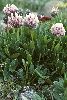 <em>Trifolium parryi</em>